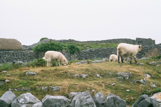 Ireland 2002 F1P0001